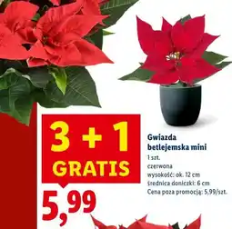 Lidl Gwiazda betlejemska mini oferta