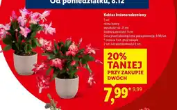 Lidl kaktus bożonarodzeniowy oferta