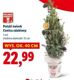 Lidl Polski świerk Monica zdobiony oferta