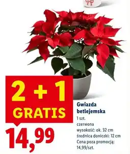 Lidl gwiazda betlejemska oferta