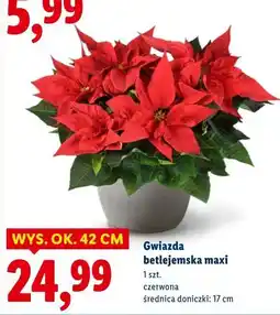 Lidl Gwiazda betlejemska maxi oferta