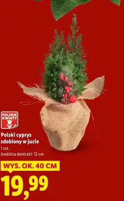 Lidl Polski cyprys zdobiony w jucie oferta