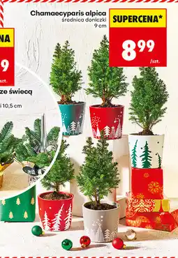 Biedronka Chamaecyparis alpica oferta