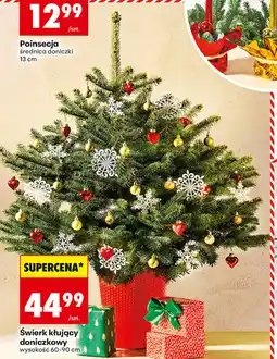 Biedronka Świerk kłujący doniczkowy oferta