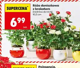 Biedronka Róża doniczkowa z brokatem oferta