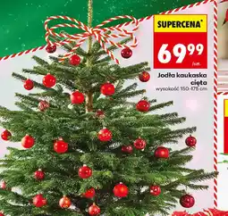 Biedronka Jodła kaukaska cięta oferta