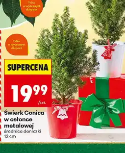 Biedronka Swierk Conica w osłonce metalowej oferta