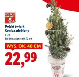 Lidl Polski świerk Conica zdobiony oferta