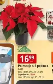 E.Leclerc Poinsecja mini 3 pędowa 10.5 cm Gasa oferta