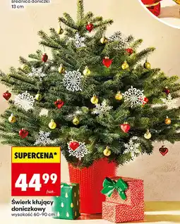 Biedronka Świerk oferta