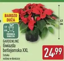 ALDI Gwiazda betlejemska 17 cm Gardenline oferta