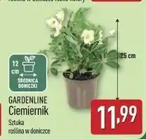 ALDI Ciemiernik don. 12 cm Gardenline oferta