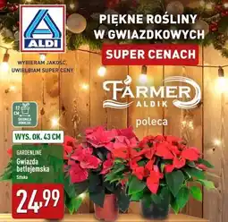 ALDI Gwiazda betlejemska 43 cm Gardenline oferta