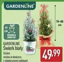 ALDI Świerk biały 19 cm Gardenline oferta