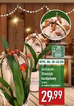 ALDI Storczyk kaskadowy don. 9 cm wys. 30-45 Gardenline oferta