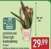 ALDI Storczyk kaskadowy Gardenline oferta