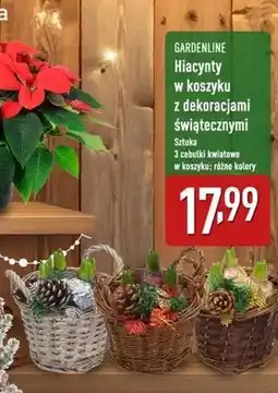 ALDI Hiacynt w koszyku Gardenline oferta
