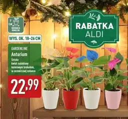 ALDI Anturium don. 7 cm Gardenline oferta
