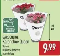 ALDI Kalanchoe queen 25 cm Gardenline oferta