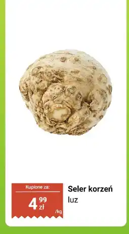 Biedronka Seler korzeń luz Biedronka oferta