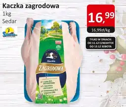 Market Point Kaczka zagrodowa Sedar oferta