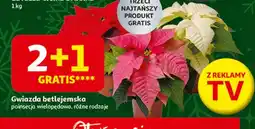 Auchan Gwiazda betlejemska oferta