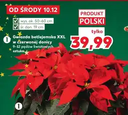 Kaufland Gwiazda betlejemska Ok oferta