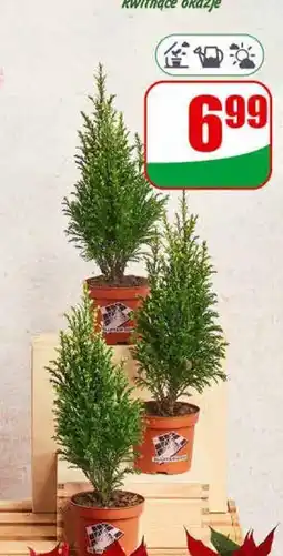 Dino Drzewko Cyprys Ellwoodii oferta