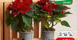 Dino Gwiazda betlejemska oferta