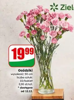 Dino Goździki liczba sztuk: 10/bukiet oferta
