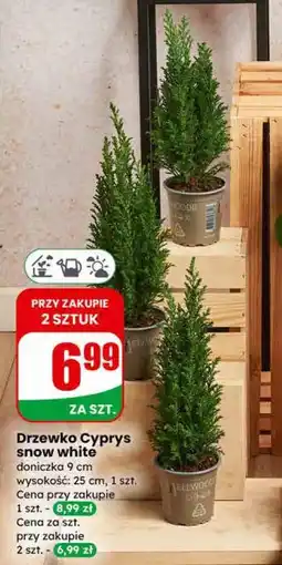 Dino Drzewko Cyprys snow white oferta