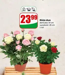 Dino Róża duo oferta