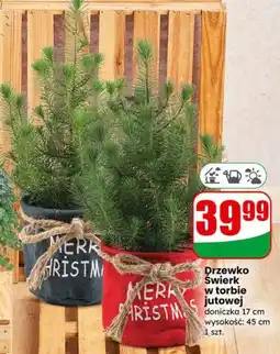 Dino Drzewko Świerk w torbie jutowej oferta