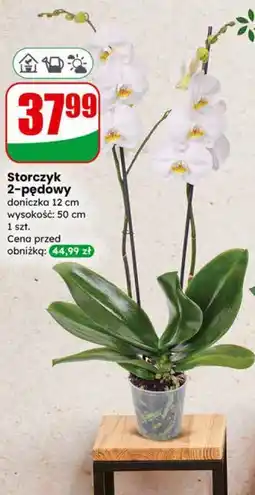 Dino Storczyk 2-pędowy oferta
