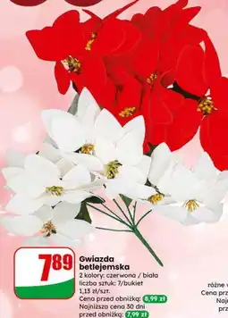 Dino Gwiazda betlejemska oferta