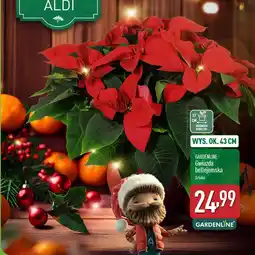 ALDI GARDENLINE Gwiazda betlejemska oferta
