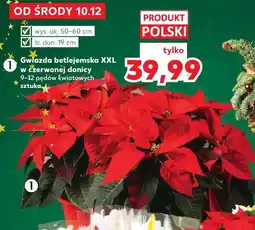 Kaufland Gwiazda betlejemska XXL w czerwonej donicy oferta