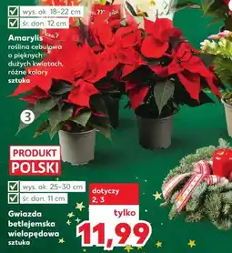 Kaufland Gwiazda betlejemska oferta