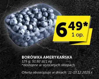 Borówka amerykańska Groszek