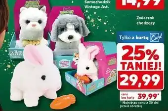 Kaufland Zwierzak chodzący na smyczy oferta