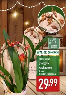 ALDI Storczyk kaskadowy oferta