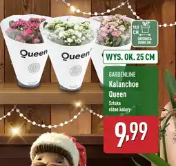 ALDI Kalanchoe Queen oferta