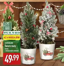 ALDI Świerk biały oferta