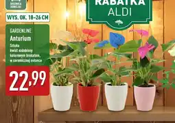 ALDI Anturium oferta