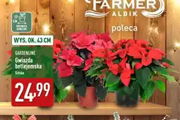 ALDI Gwiazda betlejemska oferta