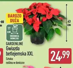 ALDI Gwiazda betlejemska XXL oferta