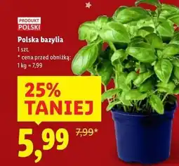 Lidl Polskie bazylia oferta