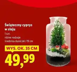 Lidl Cyprys świąteczny w słoju 19 cm oferta
