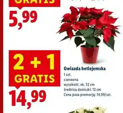 Lidl Gwiazda betlejemnska oferta