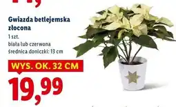 Lidl Gwiazda betlejemnska złocona 32 cm oferta